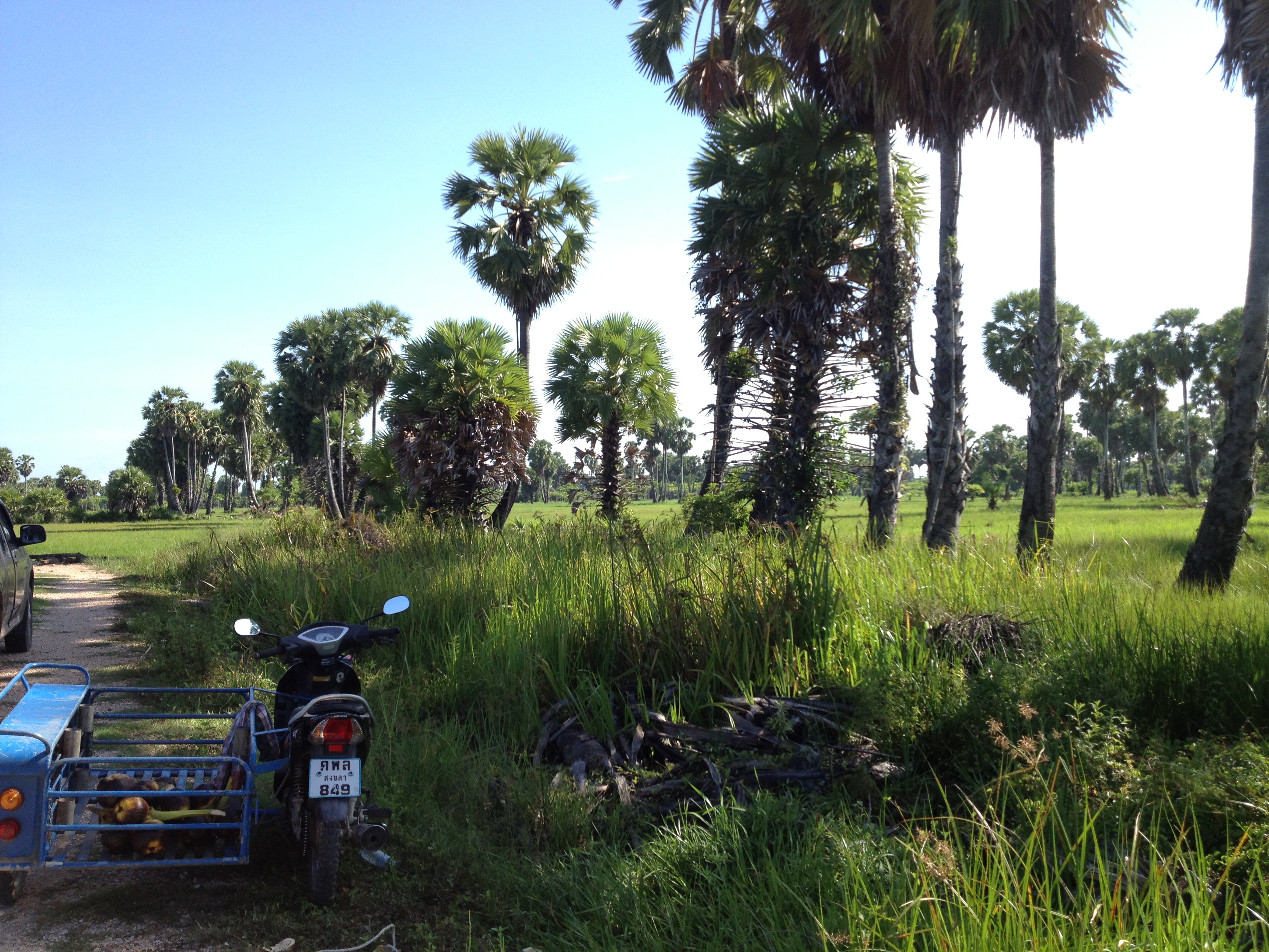 濕地區裡的糖棕櫚園