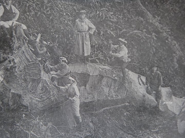 日本殖民時期砍伐樟樹的畫面（照片來源：秋惠文庫）