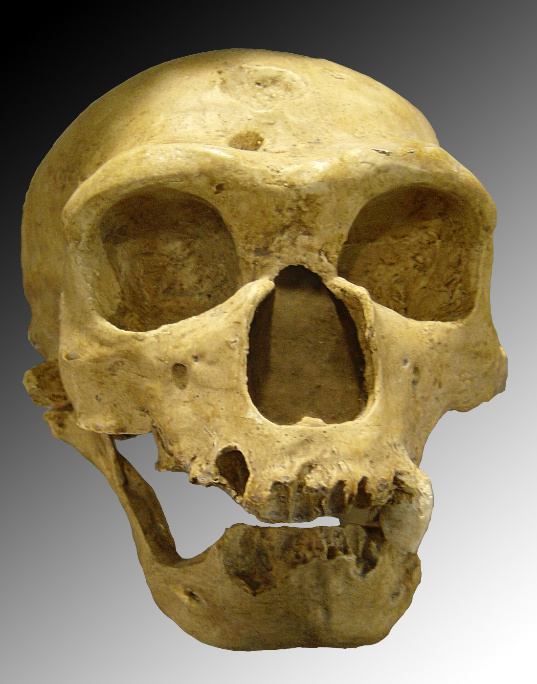 尼安德塔人頭骨，H. neanderthalensis，法國聖沙拜爾。Homo sapiens neanderthalensis 由 Luna04 - 來自 維基共享資源 - http://commons.wikimedia.org/wiki/File:Homo_sapiens_neanderthalensis.jpg#mediaviewer/File:Homo_sapiens_neanderthalensis.jpg